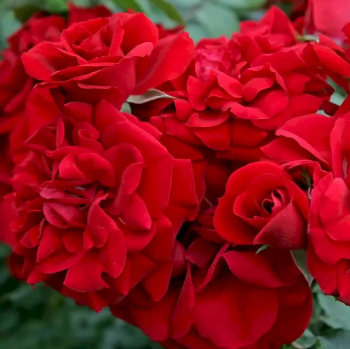 amadeus_2