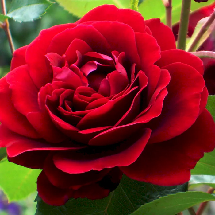 amadeus_5