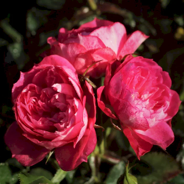 blush-pixie_4