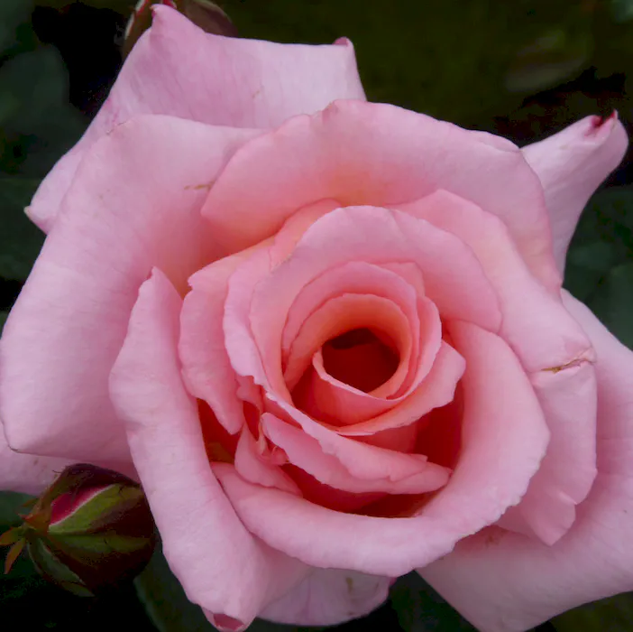 compassion_1