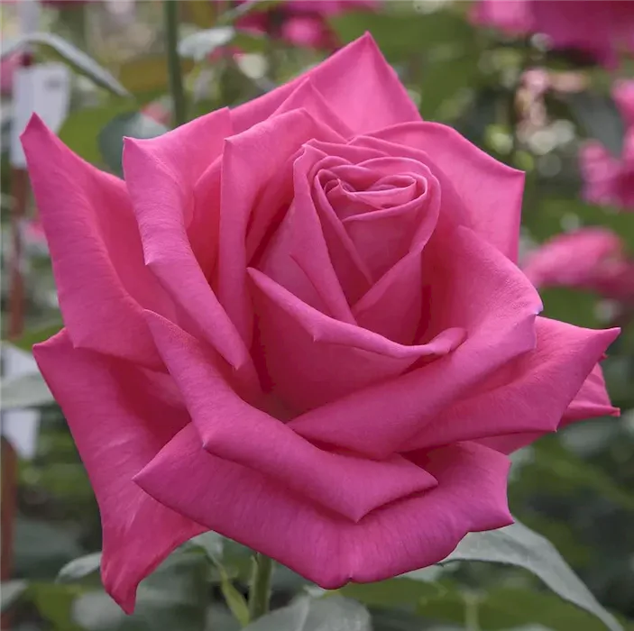 first-blush_2
