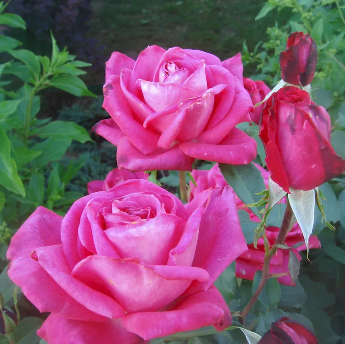 first-blush_3