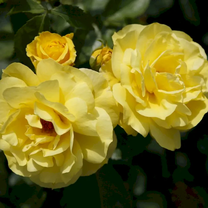 friesia_2