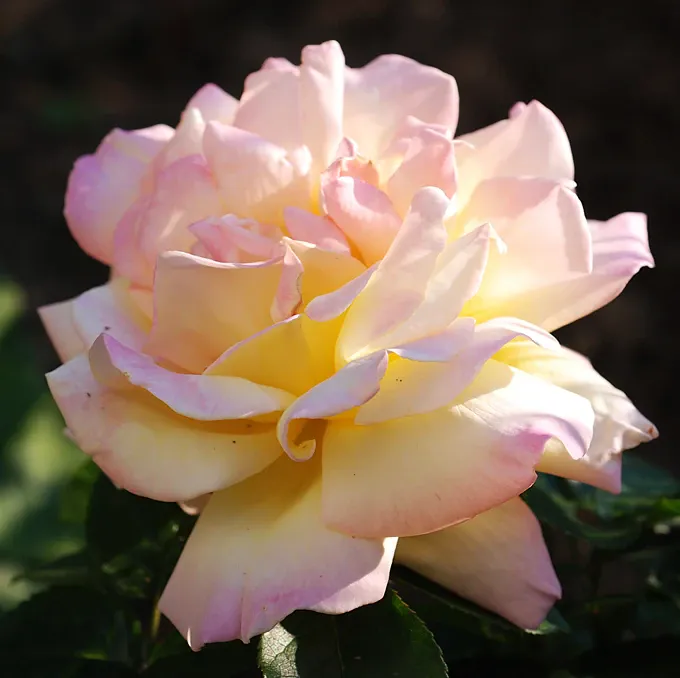 peace_4
